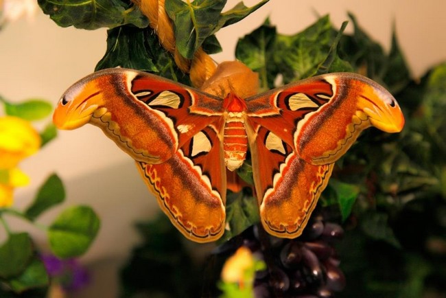 Музеи живых бабочек в Санкт-Петербурге, адрес и фото