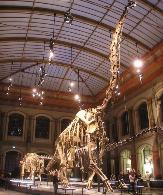Скелет жираффатитана - вид спереди