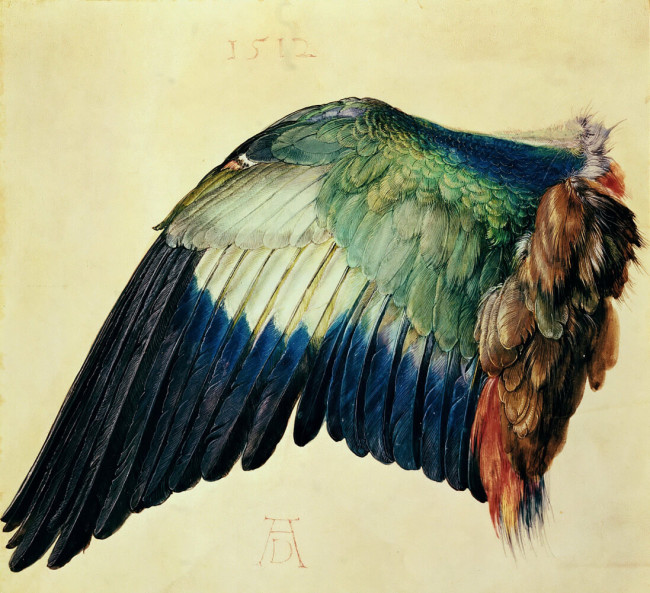 «Крыло сизоворонки», Альбрехт Дюрер — описание картины
