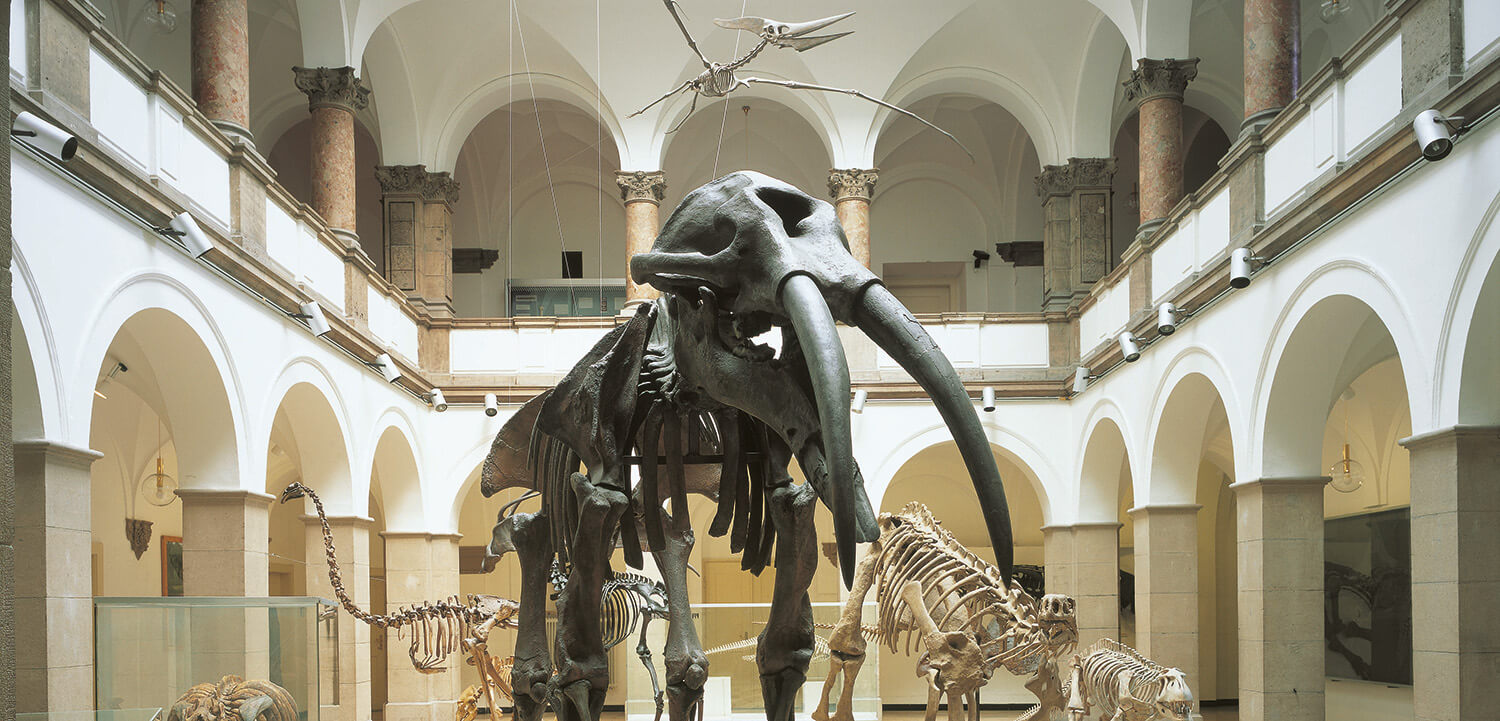 Скелет гомфотерия в палеонтологическом музее Мюнхена