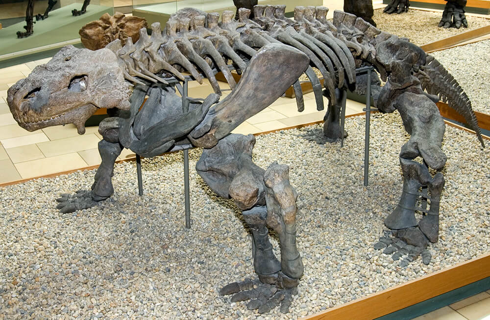 Палеонтологический музей в Мюнхене