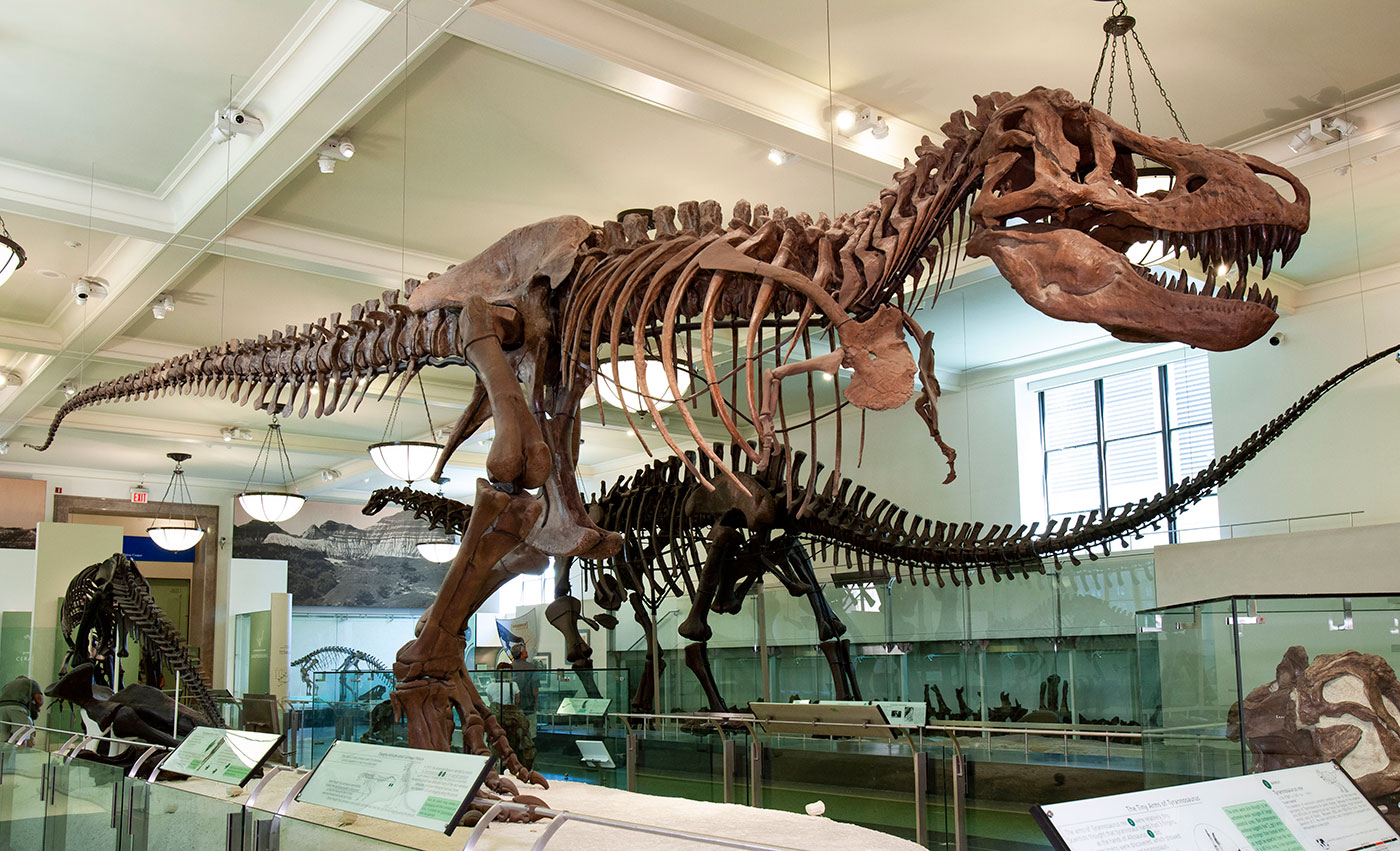 Скелет T-Rex в американском музее естественной истории